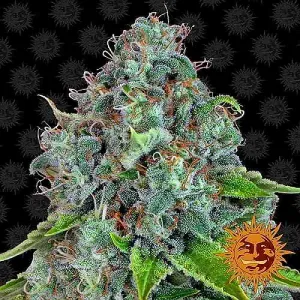 SEE007: Strawberry Lemonade Feminized Seeds (Barney's Farm)